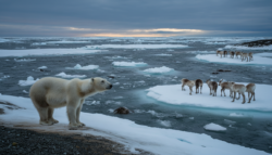 Meteorologists warn researchers alarmed as early February Arctic breakdown approaches a biological tipping point for wildlife