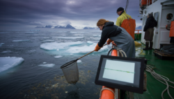 Meteorologists warn early February Arctic changes may interfere with marine plankton cycles critical to wildlife Update