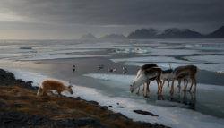 Meteorologists warn early February Arctic anomalies push animal ecosystems toward a biological tipping point, researchers alarmed