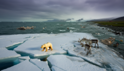 Meteorologists warn early February Arctic shift has researchers alarmed over a looming biological tipping point