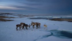 Meteorologists warn early February Arctic disruption signals a biological tipping point for animals, researchers alarmed