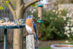 Since I started doing this, great tits and blue tits return every day at exactly a same time